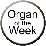 Allen's Organ of the Week
